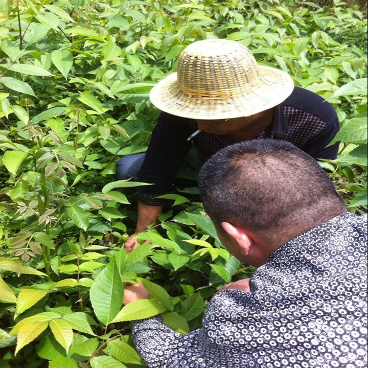 公司领导和技术人员在观察苗木的生长情况